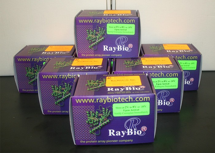 Custom Rabbit SCF ELISA