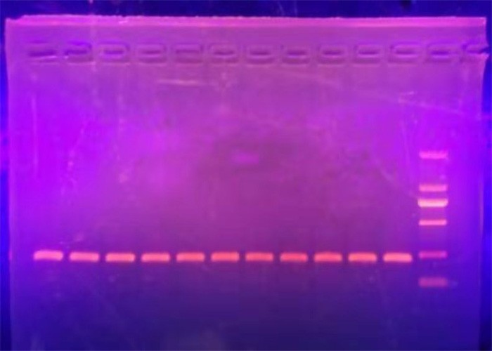 miRNA荧光定量PCR检测试剂盒