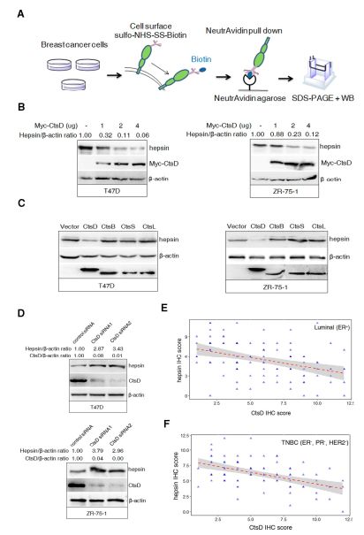 RayBiotech抗体芯片在组织蛋白酶D与hepsin泛素 - 蛋白酶体降解增强乳腺癌的侵袭和转移研究的应用(图3)