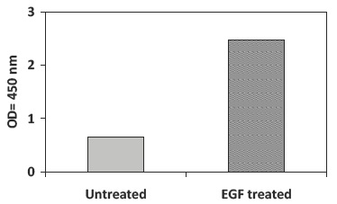 Recombinant-Human-EGF-Stimulation-of-A431-Cell-Lines