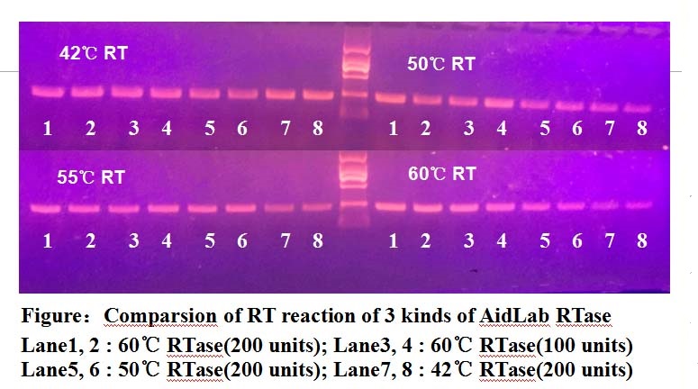 60℃高温反转录酶(图1)