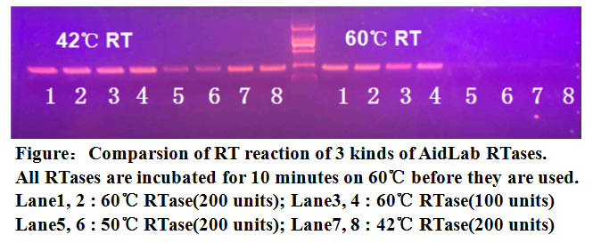 60℃高温反转录酶(图2)